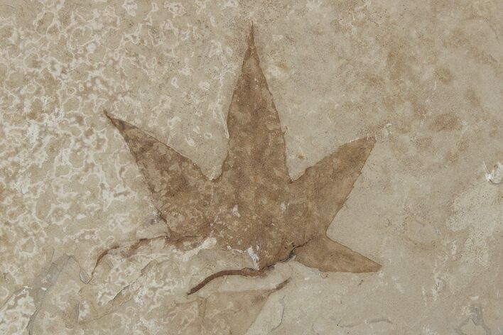 Fossil Maple (Acer) Leaf - Green River Formation, Utah #218103